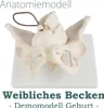 Anatómia Model Model Ženský skelet Demonštrácia pôrodu Náhľad obrázku produktu 1