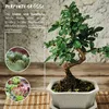 Bonsai Schale aus Keramik mit Untersetzer in Grau - Bonsai Produktbild-Vorschau 5