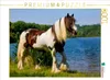 Calvendo Ein Motiv aus dem Kalender Gypsy Horses 1000 Teile Produktbild-Vorschau 3