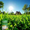 EcoDeco - Semences de trèfle nain pour gazon - Mélange de Voir les images du produit 5