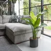 Bloomique - Strelitzia Nicolai - Roślina rajskiego ptaka - Podgląd zdjęcia produktu 4
