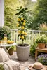 Citrus limon Lunario 120 cm – Albero di limone vero C17 – Anteprima dell’immagine prodotto 4