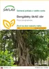 SAFLAX - Bengálsky škrtič obr - Ficus benghalensis - 20 Náhľad obrázku produktu 1