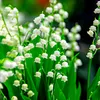 Maiglöckchen Zwiebeln - Weiße Convallaria Majalis - 10 Produktbild-Vorschau 2