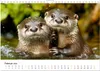 Wilde Heimat - Fischotter (Wandkalender 2026 DIN A4 quer), Produktbild-Vorschau 5