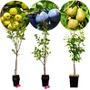 Set de 3 arbres fruitiers - 1 pomme, 1 poire, 1 prune - Voir les images du produit 1