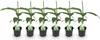 Green boutiQ - Plante fruitière - Bananiers - Musa basjoo - Voir les images du produit 1