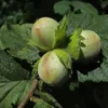 Hallesche Riesennuss, confezione da 2 litri Anteprima dell’immagine prodotto 5