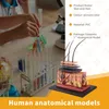 4D anatomisch model van huid en haar voor medisch onderwijs Productafbeelding-voorbeeld 4