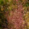 Stauden Gänge 1 x Muhlenbergia capillaris im 1 Liter Topf - Produktbild-Vorschau 7