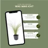 Plants by Frank | 60 Federgras Pflanzen | Stipa Tenuissima Produktbild-Vorschau 5