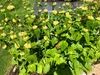 6 x Phlomis russeliana - Brandkraut im 9 x 9 topf Produktbild-Vorschau 1