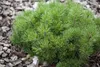 A close-up shot of a small, bushy pine plant with green needles, surrounded by bark mulch. Produktbild-Vorschau