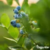 Blaubeerdünger Flüssig 3x1L – 2-1-8 NPK – Flüssigdünger Für Produktbild-Vorschau 7