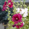 6 x Stockrose  - Alcea rosea 'Simplex'  | Topf 9cm x 9cm Produktbild-Vorschau 1