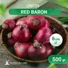 Oignons de semence Red Baron (500 gr) - Ciboulette Voir les images du produit 2