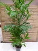 [Palmenlager] XXL Chamaedorea Seifrizii 200 cm / Topf 27 cm Produktbild-Vorschau 1