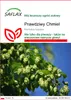 SAFLAX - Prawdziwy Chmiel - 50 Nasiona - Humulus lupulus Podgląd zdjęcia produktu 1