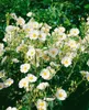 Cistus laurifolius, Zistrose, immergrün, ca. 11x11 cm Topf Produktbild-Vorschau 4