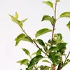A close-up shot of a young apple tree with green leaves and brown branches against a white background. Produktbild-Vorschau