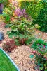 Feldahorn Acer Campestre Nanum 60 - 100 cm cm Ahorn Produktbild-Vorschau 1
