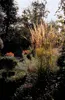 Calamagrostis acutiflora 'Karl Foerster' | 12 pezzi - Anteprima dell’immagine prodotto 6
