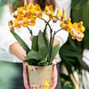 Kolibří orchideje - oranžová zlatá orchidej Phalaenopsis - Náhled obrázku produktu 15