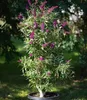 BALDUR Garten 1x Buddleia Straight UP - Butterfly Tower, Produktbild-Vorschau 3
