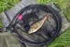 A fish in a net on the grass. Produktbild-Vorschau