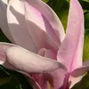 Magnólia - Magnolia soulangiana | 40-60 cm v kontajneri Náhľad obrázku produktu 2