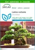 SAFLAX  - Larice comune - 75 semi - Con substrato - Larix Anteprima dell’immagine prodotto 1