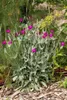 Lychnis coronaria, Lichtnelke, silbrig-grau, ca. 9x9 cm Produktbild-Vorschau 3