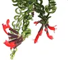 Dehner Schamblume Twister, gekräuselte Blätter, ca. 40-50 Produktbild-Vorschau 2