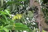 SAFLAX - Parfumbaum / Ylang Ylang - Cananga odorata - 10 Produktbild-Vorschau 4