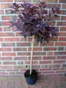 Cotinus coggygria ‘Royal Purple’ - Stamm 110-120 cm – Produktbild-Vorschau 2
