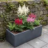 Stauden Gänge 3 x Astilbe Kollektion im 0,5 Liter Topf - Produktbild-Vorschau 9