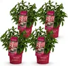 Hydrangea panniculata Groundbreaker Ruby - Hortensia - Voir les images du produit 2