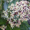 2 x japonsky kvitnúca skimmia - Skimmia japonica 'Rubella' Náhľad obrázku produktu 2