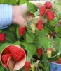 A hand holding a branch of raspberries with some ripe red and unripe yellow berries. A close-up inset shows a pile of raspberries and a coin. Produktbild-Vorschau
