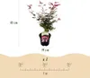 Érable japonais - Acer palmatum « Shaina » - env. 70cm de Voir les images du produit 5