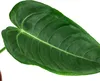 Dehner Herzblattblume, Anthurium veitchii, King-Anthurium, Produktbild-Vorschau 2
