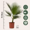 Mexikanische Fächerpalme - 2 Stk - Washingtonia robusta - Produktbild-Vorschau 2