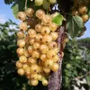 Werdavia weiße Johannisbeere 60-80 cm Busch im 3 Liter Topf Produktbild-Vorschau 1