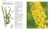 Das neue Praxisbuch Heilpflanzen Produktbild-Vorschau 6
