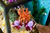 LEGO ICONS 10366 Tropisches Aquarium Produktbild-Vorschau 13