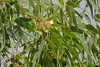 Toraf 10Pcs Eukalyptus Richtige Samen Immergrüner Baum Produktbild-Vorschau 7