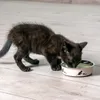 Miska dla kota Karlie Ascar 10 cm 160 ml różowa Podgląd zdjęcia produktu 3