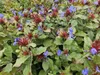 Pôdny krytinový materiál - Ceratostigma plumbaginoides - Náhľad obrázku produktu 7