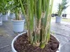 Kentia Premium Palme 160 - 180 cm | bis 10 Pflanzen im Topf Produktbild-Vorschau 3