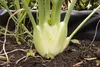 SAFLAX - BIO - Cibulka fenyklu - Foeniculum vulgare var. Náhled obrázku produktu 8